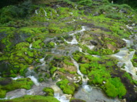 チャツボミゴケ公園